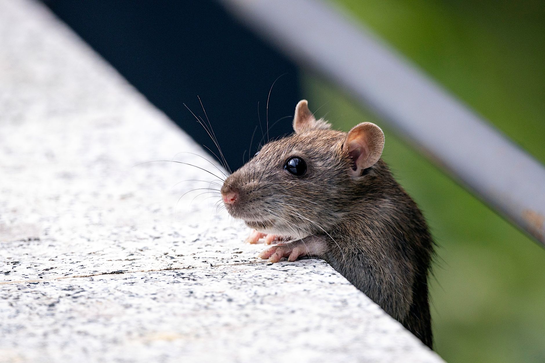 Désinsectisation dératisation à Épinay-sur-Seine